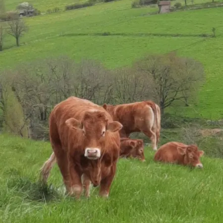 Les Coteaux De Planeze, Maison Et Jardin Dans Le Lot! Chez L'habitant!